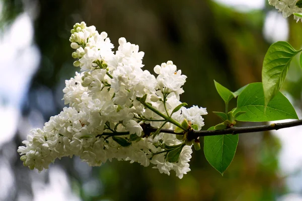 Beautiful Branch White Terry Lilac Spring Garden — Stock Photo, Image