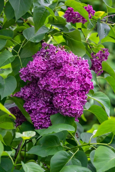 A branch of dark purple lilac with large flowers