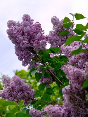 İlkbaharda narin pembe çiçekli leylak çalısı.