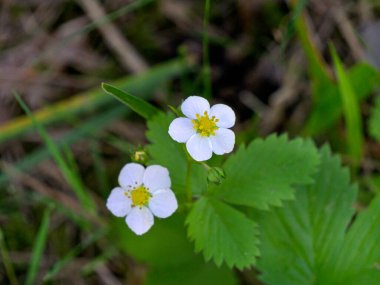 Çiçekli çilek çalılarının güzel yaz arkaplanı.