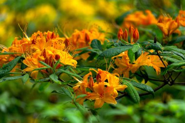 Çok güzel portakal çiçekleri olan bir çalı çalısı..