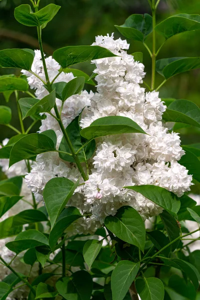 Beautiful branch of white terry lilac in the spring in the garden. — Stock Photo, Image