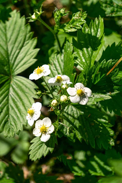 Beau fond estival de fraisiers à fleurs. — Photo