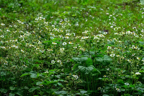 Belo fundo de verão de arbustos de morango floridos. — Fotografia de Stock