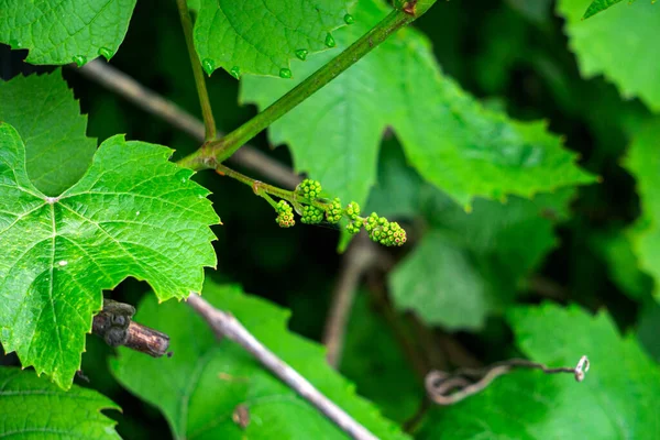 Blooming liana, green flowers of grapes, initial development of grapes. — Stock Photo, Image