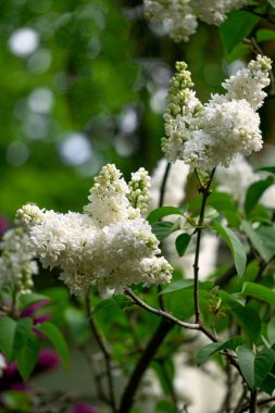 Bahçedeki baharda beyaz leylağın güzel bir dalı.
