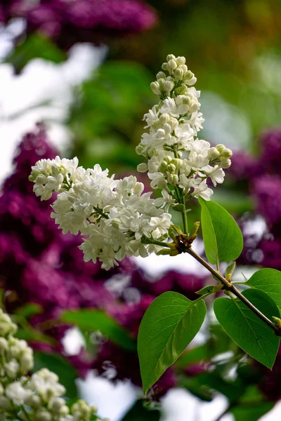 Schöner Zweig des weißen Frottee-Flieders im Frühling im Garten. — Stockfoto