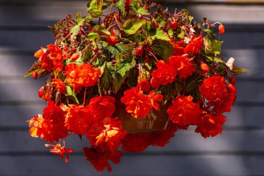 Ahşap bir duvarın arka planında saksıda kırmızı begonya.