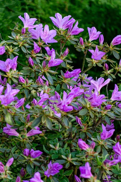 Bellissimi fiori di azalea lilla-rosa su un cespuglio in giardino. — Foto Stock