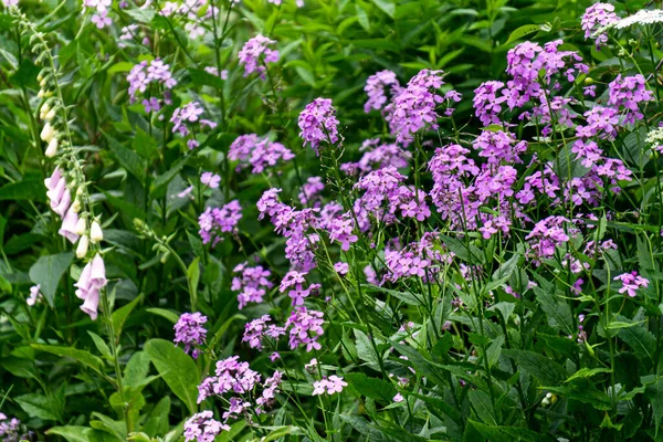 Mattiola viola bicorno fiore primo piano nella natura naturale. — Foto Stock
