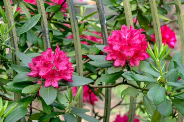 Bir sürü güzel mor çiçekli bir çalı çalısı..