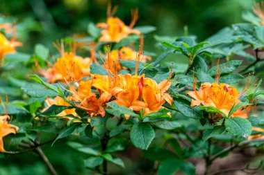 Çok güzel portakal çiçekleri olan bir çalı çalısı..