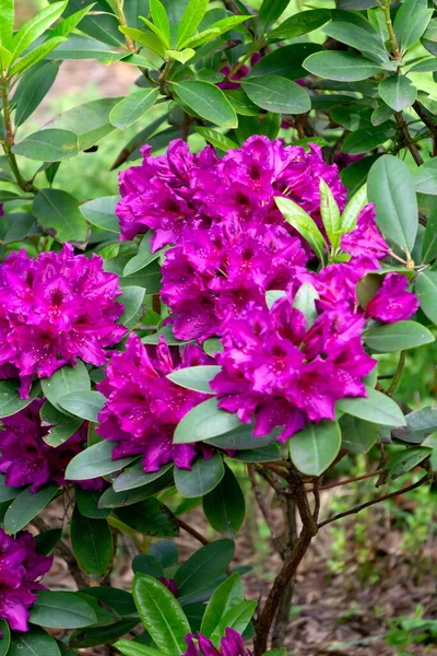 Een rododendron struik met veel mooie paarse bloemen. — Stockfoto