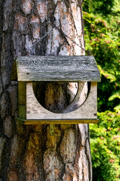 Parktaki Çam Ağacında Beslenen Yaşlı Bir Kuş — Stok fotoğraf