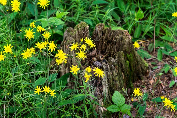 Gelbe Löwenzahnartige Blüten Gelbe Wildblume Grünen Gras — Stockfoto