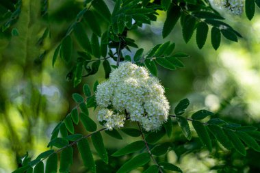 Kırmızı Rowan 'ın beyaz çiçekleri