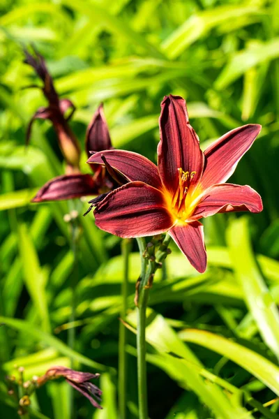 太陽に照らされた美しいバーガンディのスイレンの花 — ストック写真