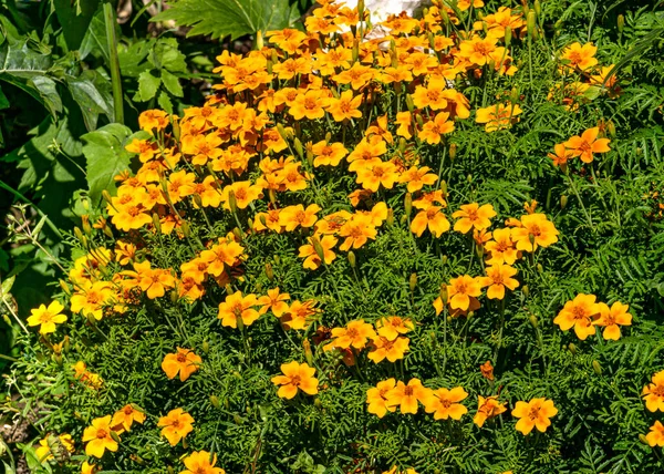 Flores de calêndula no canteiro de flores. Belo canteiro de flores em um parque de verão. — Fotografia de Stock