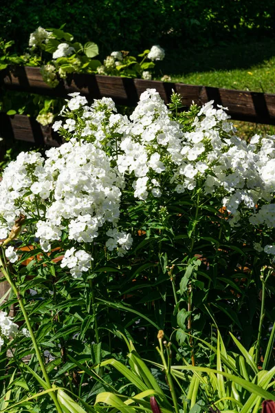 Цветки мягкого белого флокса в саду. — стоковое фото