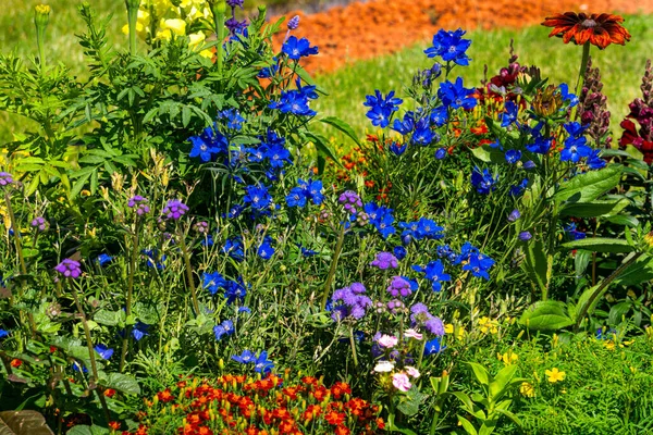 Různé květiny v záhonu. Krásné květinové záhony v letním parku. — Stock fotografie