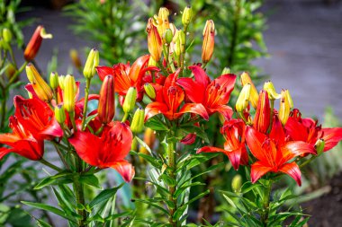 Bahçede güzel kırmızı zambak çiçekleri ve tomurcukları