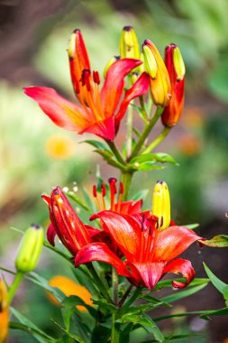 Bahçede güzel kırmızı zambak çiçekleri ve tomurcukları.