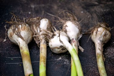 Yeni hasattan taze sarımsak..