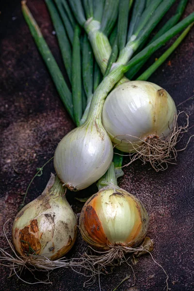 Frische Zwiebeln der neuen Ernte auf dem Tisch. — Stockfoto