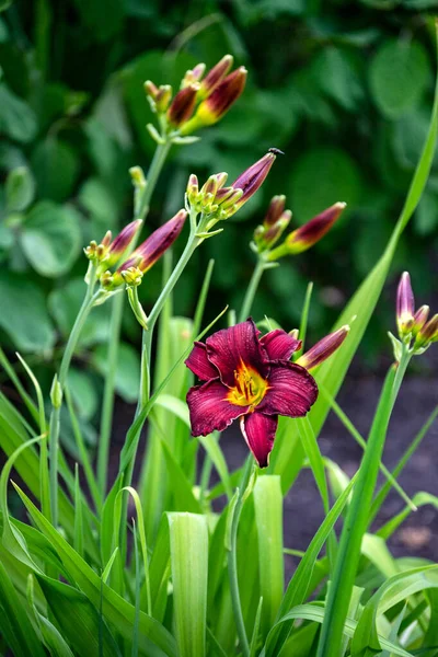 花のベッドの上の庭のブルゴーニュの花と未開封のユリの芽. — ストック写真