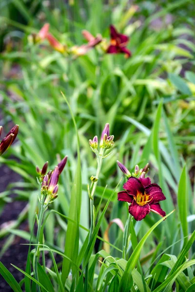 Flores de Borgoña y capullos sin abrir en el jardín sobre un macizo de flores. —  Fotos de Stock