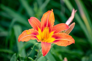 Güneşin aydınlattığı güzel, kırmızı bir çiçek.