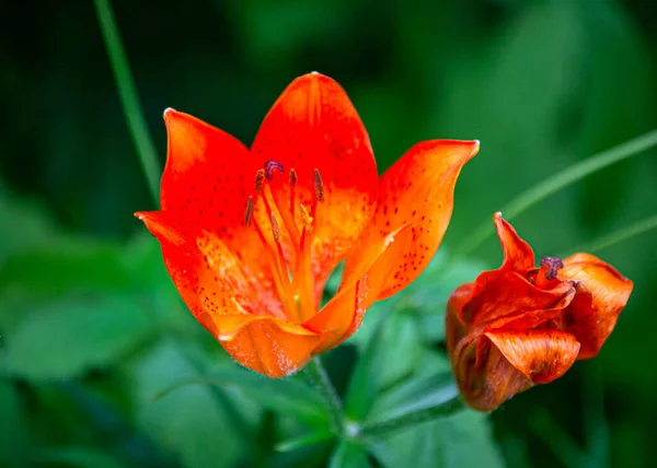 Bahçede Güzel Kırmızı Zambak Çiçekleri Tomurcukları — Stok fotoğraf