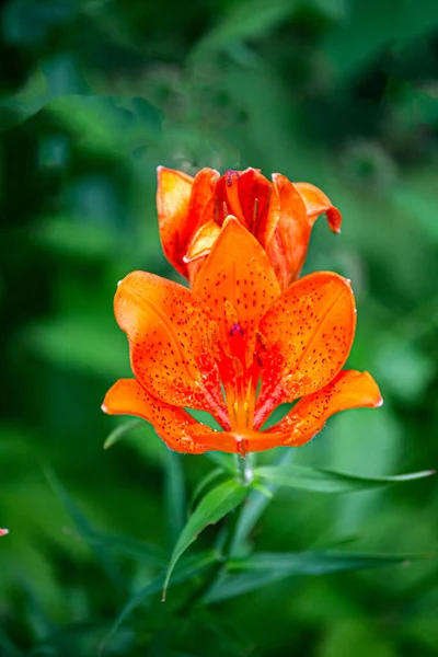 Piękne Czerwone Lilie Kwiaty Pąki Ogrodzie — Zdjęcie stockowe