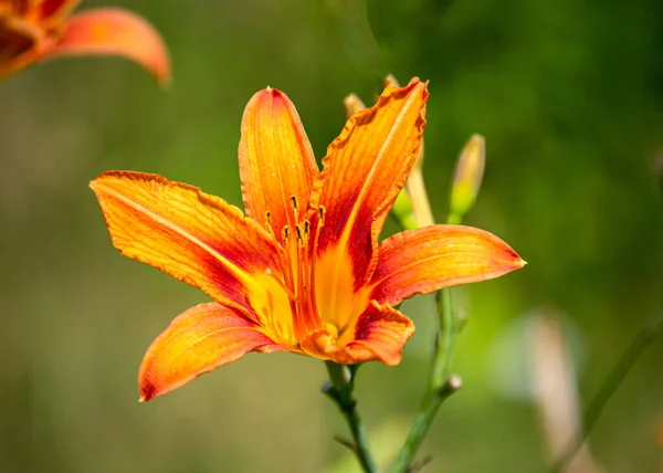 Gyönyörű Vörös Napliliom Virág Kivilágított Nap — Stock Fotó