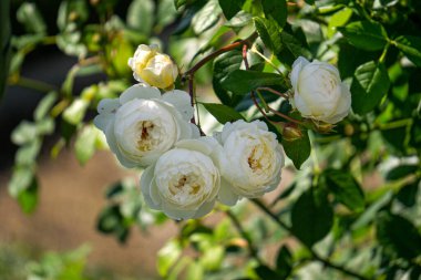 Bahçedeki bir dalda beyaz güller