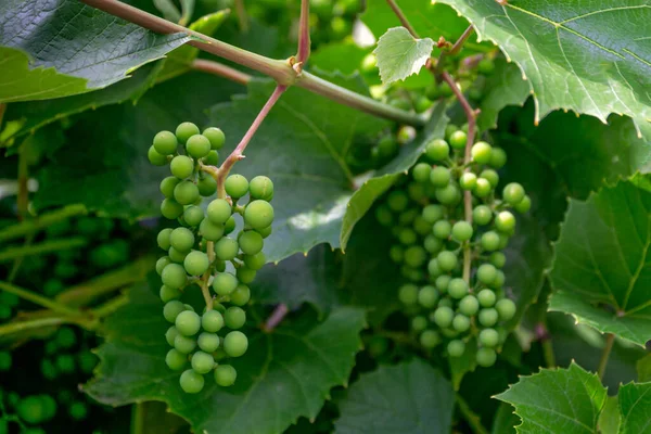 Des Grappes Vertes Raisins Encore Immatures Sur Une Vigne — Photo