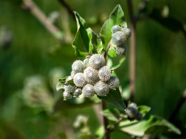 Gros Plan Sur Les Graines Bardane Sur Fond Naturel — Photo