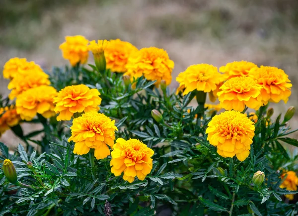 Flores de calêndula no canteiro de flores. Belo canteiro de flores em um parque de verão. — Fotografia de Stock