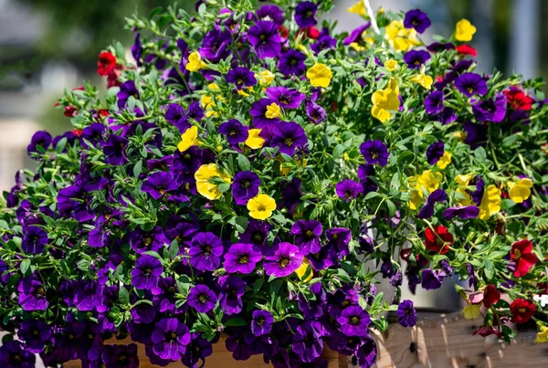 Beautiful bush of purple petunia in a flower pot on the market. — Stock Photo, Image