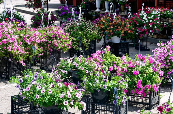 Květináče s barevnými petúniemi jsou na prodej na trhu. — Stock fotografie