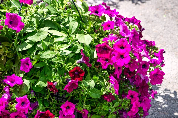 Beautiful bush of dark pink terry petunia in a flower pot on the market. — Stock Photo, Image