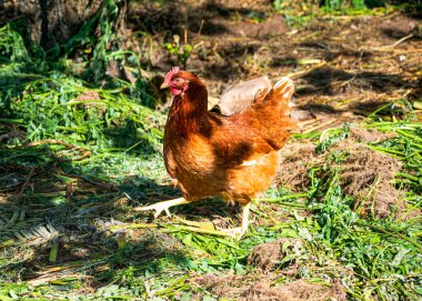 Köydeki tavuk kümesinde değişik bir tavuk.
