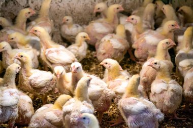 Kızarmış tavuklar, köydeki bir tavuk kümesinde lambanın altında güneşlenirler.