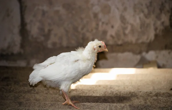 Ein Masthähnchen Wärmt Sich Unter Einer Lampe Einem Hühnerstall Einem — Stockfoto