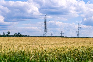 Buğday tarlası, güzel kırsal arazi bulutlu mavi gökyüzüne karşı.