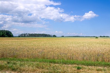 Buğday tarlası, güzel kırsal arazi bulutlu mavi gökyüzüne karşı.