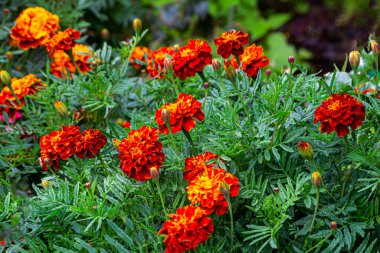 Bahçedeki yeşil yaprakların ortasında kadife çiçekleri.