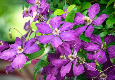 Bahçedeki klematis lianası mor çiçeklerle kaplı..