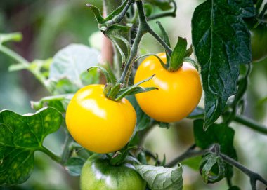 Bir serada dalların üzerinde sarı domatesler. Sonbaharda son hasat.