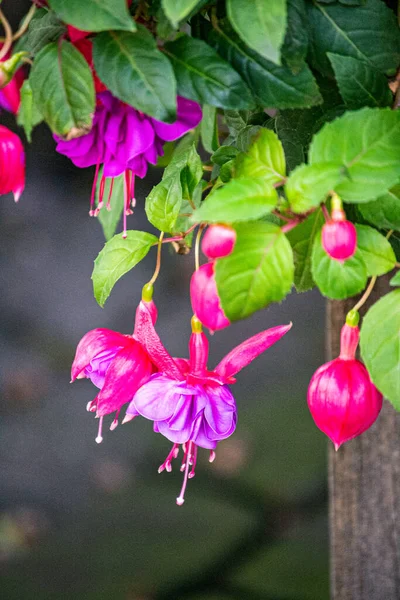 Gyönyörű Virágzó Rózsaszín Lila Fukszia Virágok Kertben — Stock Fotó
